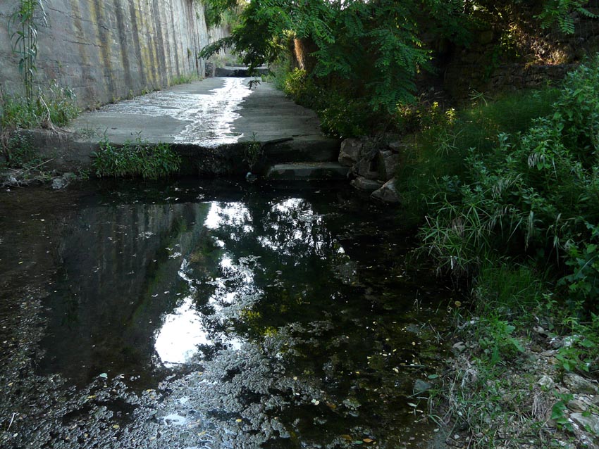 Rio Salivoli (Piombino) - rospi smeraldini in citt!